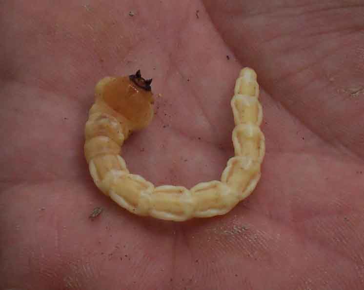 Larva di Buprestidae nelle radici